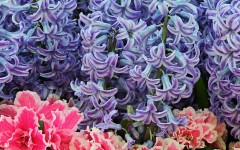 Desktop image. Flowers. ID:4738