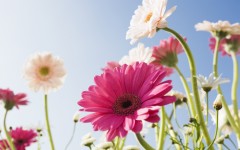 Desktop image. Flowers. ID:4742