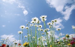 Desktop image. Flowers. ID:4743