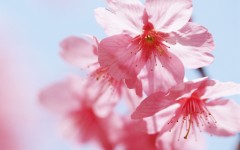 Desktop image. Flowers. ID:4744