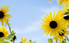 Desktop image. Flowers. ID:4745