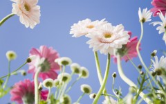 Desktop image. Flowers. ID:4753