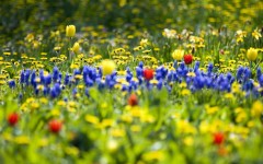 Desktop image. Flowers. ID:4756