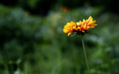 Desktop image. Flowers. ID:4757
