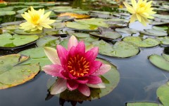 Desktop image. Flowers. ID:4759
