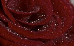 Desktop image. Flowers. ID:4760