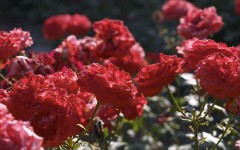 Desktop image. Flowers. ID:4761