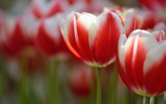 Desktop image. Flowers. ID:49789