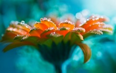 Desktop image. Flowers. ID:49819
