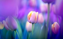 Desktop image. Flowers. ID:49832