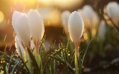 Desktop image. Flowers. ID:49851