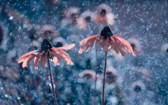 Desktop image. Flowers. ID:49986