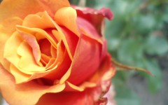 Desktop image. Flowers. ID:50142