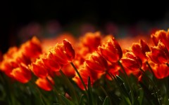Desktop image. Flowers. ID:50248