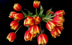 Desktop image. Flowers. ID:50329