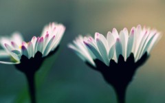 Desktop image. Flowers. ID:50347