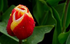 Desktop image. Flowers. ID:50431