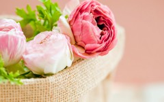 Desktop image. Flowers. ID:50759