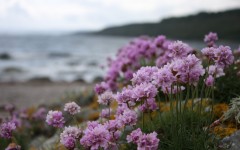 Desktop image. Flowers. ID:50784