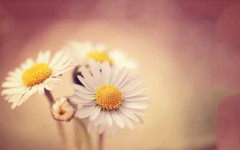 Desktop image. Flowers. ID:50837