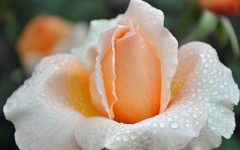 Desktop image. Flowers. ID:51059