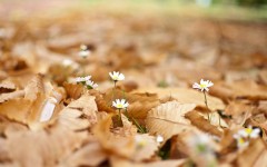 Desktop image. Flowers. ID:51119