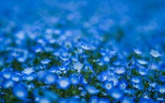 Desktop image. Flowers. ID:51132
