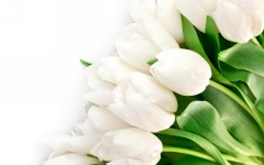 Desktop image. Flowers. ID:51173