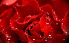 Desktop image. Flowers. ID:68636