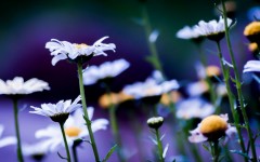 Desktop image. Flowers. ID:51214