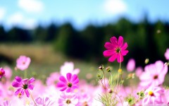 Desktop image. Flowers. ID:51712
