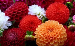 Desktop image. Flowers. ID:51792