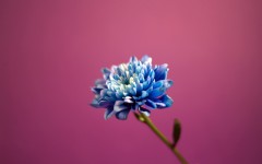 Desktop image. Flowers. ID:51886