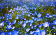 Desktop image. Flowers. ID:51888