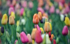 Desktop image. Flowers. ID:52088