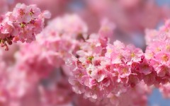 Desktop image. Flowers. ID:52106