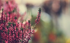 Desktop image. Flowers. ID:52133