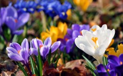 Desktop image. Flowers. ID:52141
