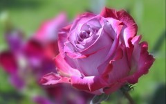 Desktop image. Flowers. ID:52209