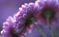 Desktop image. Flowers. ID:52231
