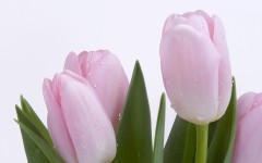 Desktop image. Flowers. ID:52261
