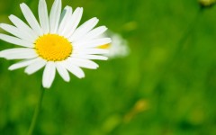 Desktop image. Flowers. ID:52278