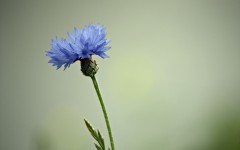 Desktop image. Flowers. ID:52305