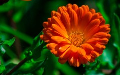 Desktop image. Flowers. ID:52440