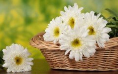 Desktop image. Flowers. ID:52441