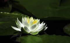 Desktop image. Flowers. ID:52442