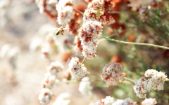 Desktop image. Flowers. ID:52453