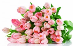 Desktop image. Flowers. ID:52459