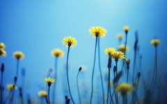 Desktop image. Flowers. ID:52478