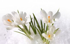 Desktop image. Flowers. ID:52506